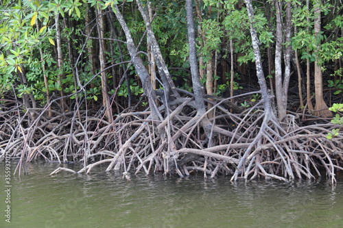 Racines de pal  tuviers  mangrove    Kho Lanta  Tha  lande 