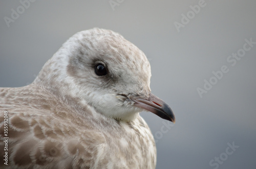 beautiful white seagull in summer closeup © Arcticphotoworks