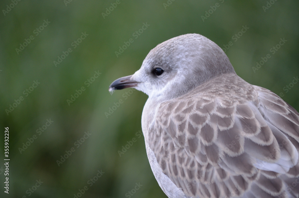 beautiful seagull closeup profile beautiful seagull closeup profile