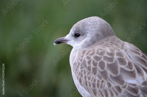 beautiful seagull closeup profile © Arcticphotoworks