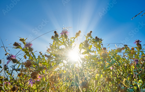 Centaurea seridis plants with flowers with the sun's rays entering between the plants