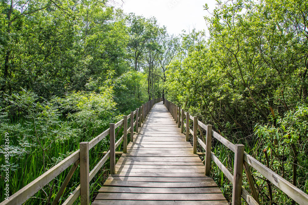 Fototapeta premium Acarlar Flood plain Forest (Turkish: Acarlar Golu Longozu) is a floodplain forest located in Sakarya Province, Turkey.