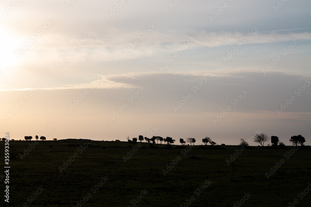 Silhouettes of trees on the horizon in the morning sun at Faro Island, Sweden. Silhouettes of trees on the horizon in the morning sun at Faro Island, Sweden.