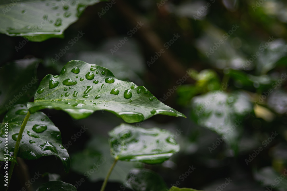 rain drops on a leaf