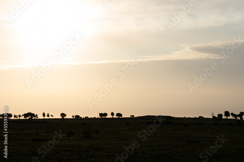 Wallpaper Mural Silhouettes of trees on the horizon in the morning sun at Faro Island, Sweden. Torontodigital.ca