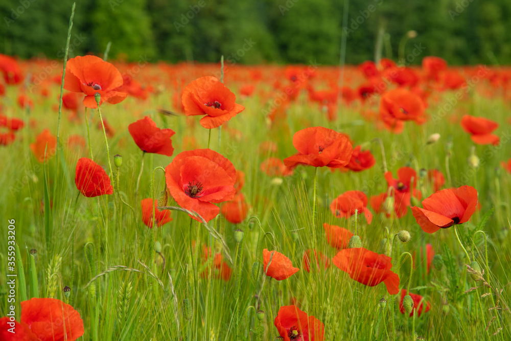 Fototapeta premium Mohnblumenfeld