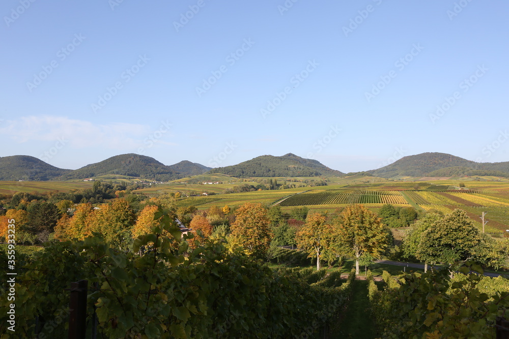 Naklejka premium Vineyard rhine valley palatine nice weather bule sky beautiful colors