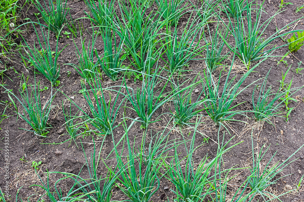 Young green onions sevok on a bed in the spring in the garden. Young green onions sevok on a bed in the spring in the garden.