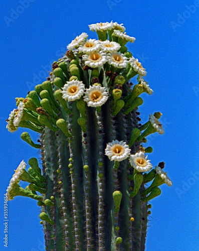 Blooming Saguaro 