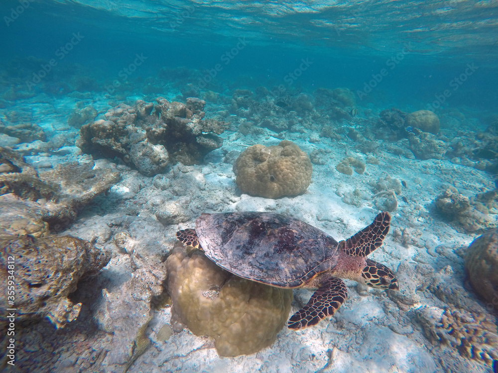 Green turtle Green turtle