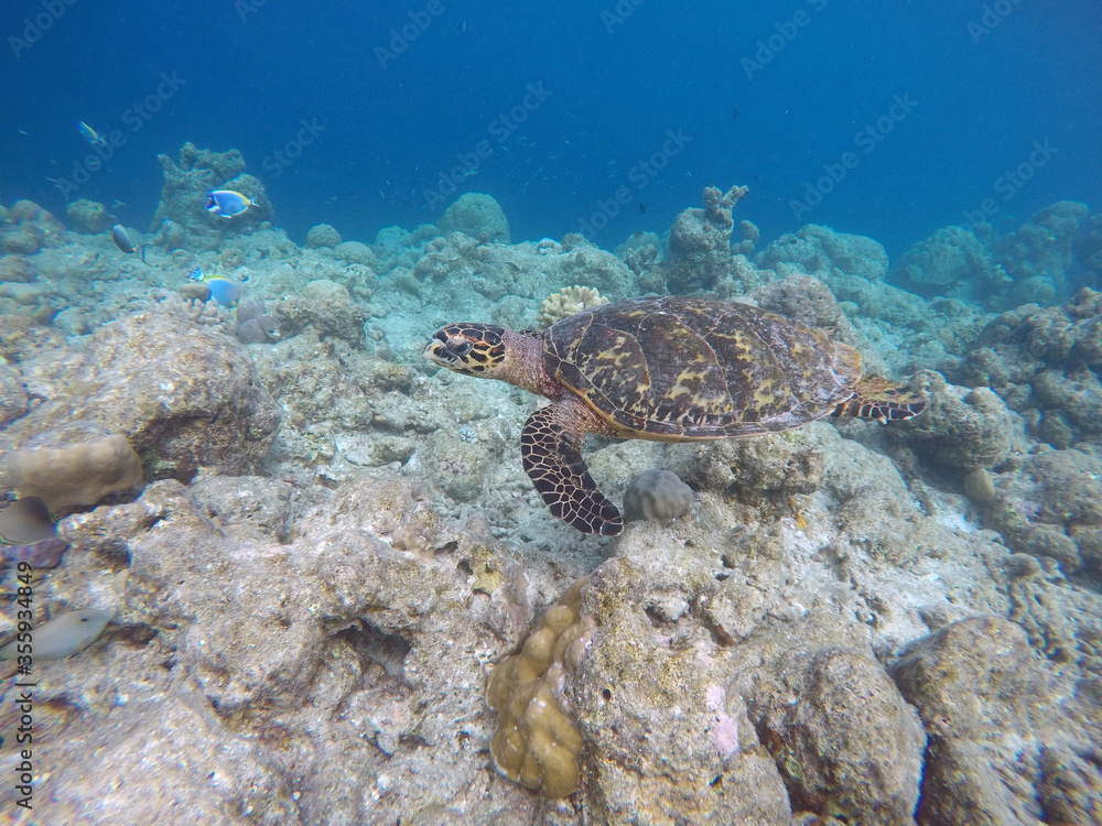 Green turtle Green turtle