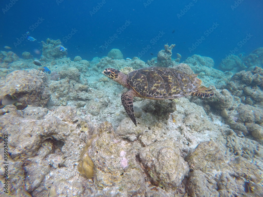 Naklejka premium Green turtle