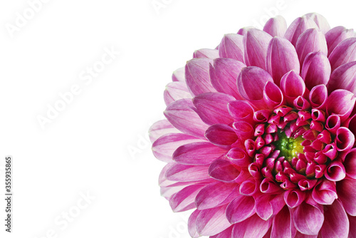 Part of a flower on a white background for designers.