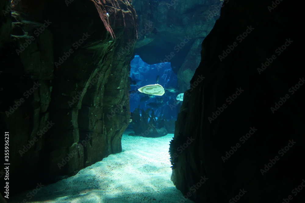 Fish in underwater cave