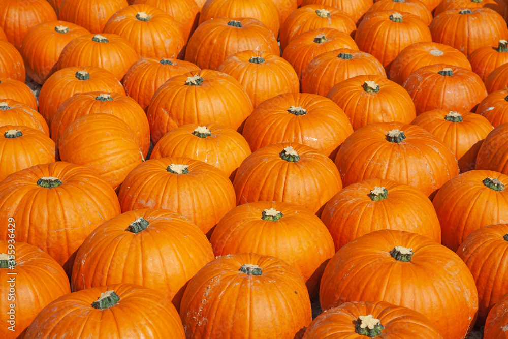 Colorful pumpkins Colorful pumpkins