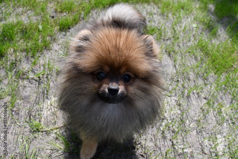 A little fluffy dog of spits. Front close-up view.