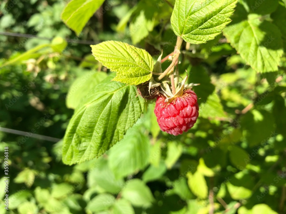 red raspberry on a branch in a garden in the sun red raspberry on a branch in a garden in the sun
