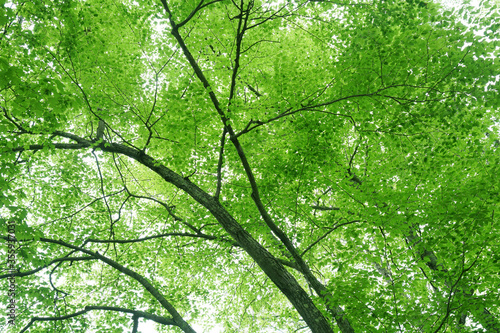 low angle view of spring green tree in forest