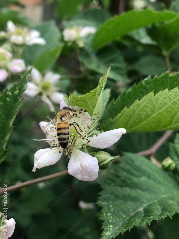 insect life, a bee diligently collecting nectar