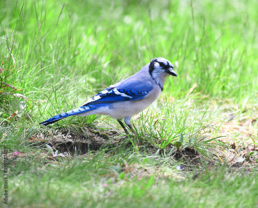 blue jay searching for food on the meadow blue jay searching for food on the meadow