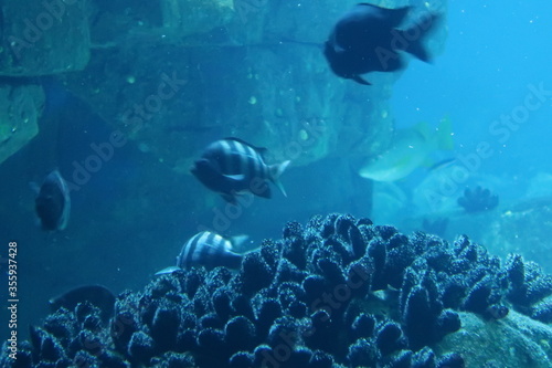 Fish in an aquarium © Rob