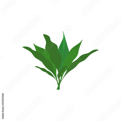 Isolated green leaves on a white background

