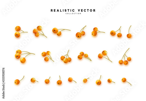Set of realistic rowan berries, hawthorn, viburnum. vector illustration
