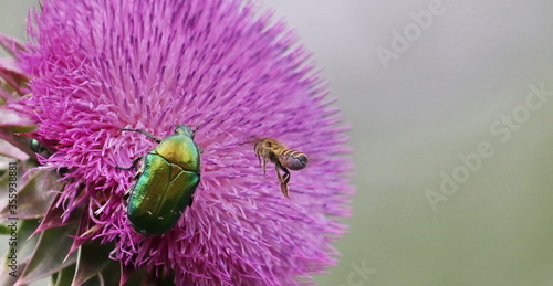 Pink flower burdock with Scarab beetle Protaetia metallica and wild bee background photo