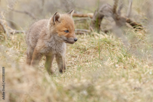 Red fox cubs in nature © Menno Schaefer