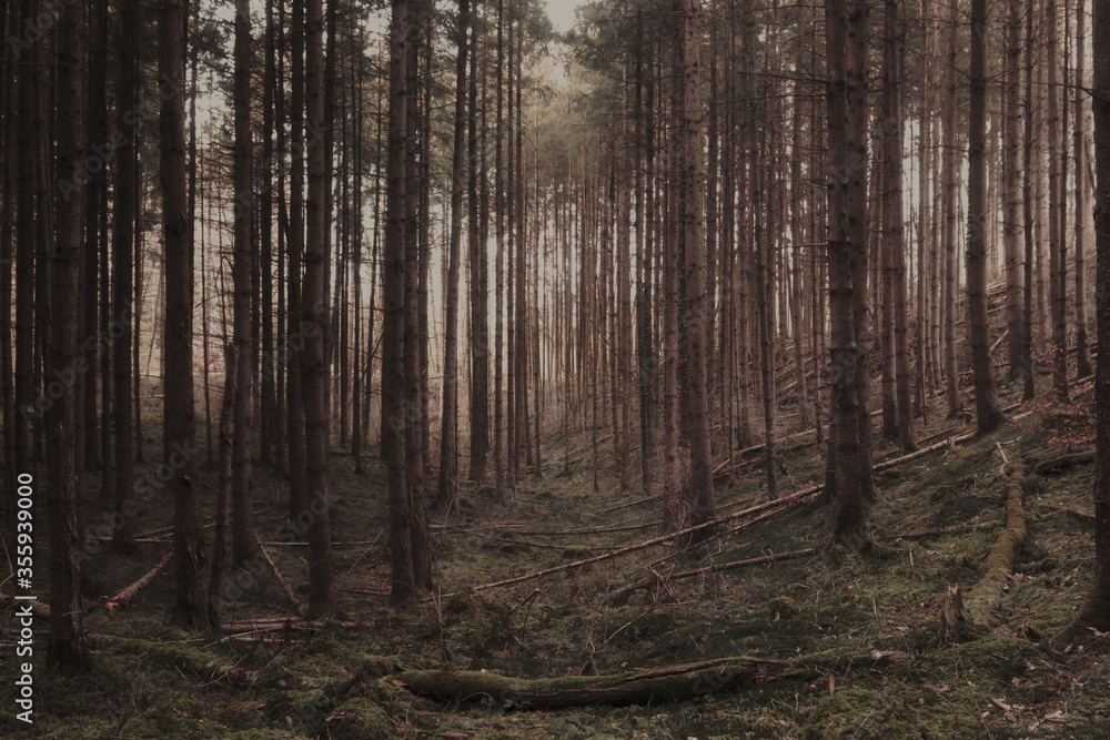 Fototapeta premium forest in the morning