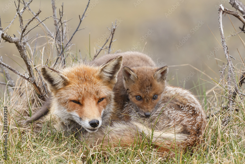 Fototapeta premium Red fox cubs in nature