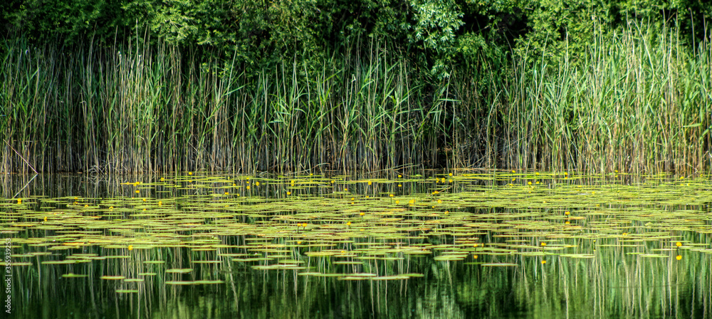 Obraz premium Pond Shore