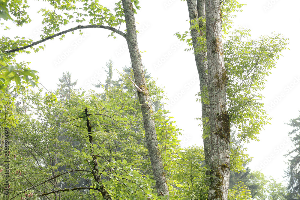 Fototapeta premium Tree Branches