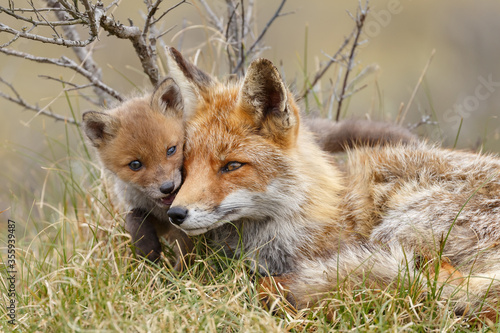 Red fox cubs in nature © Menno Schaefer