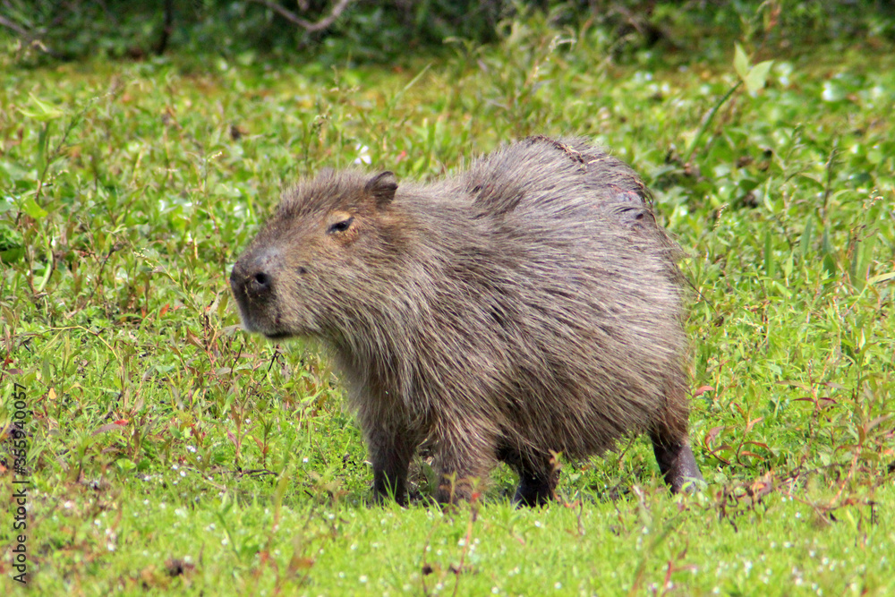 The capybara is about to go sleep The capybara is about to go sleep