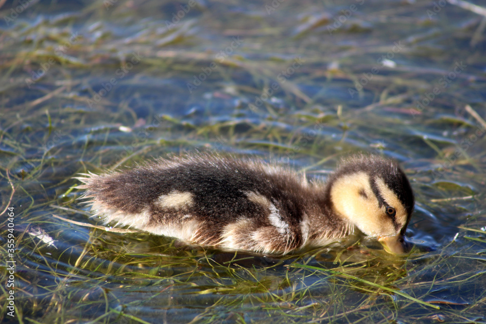 A baby duck exploring its surroundings A baby duck exploring its surroundings