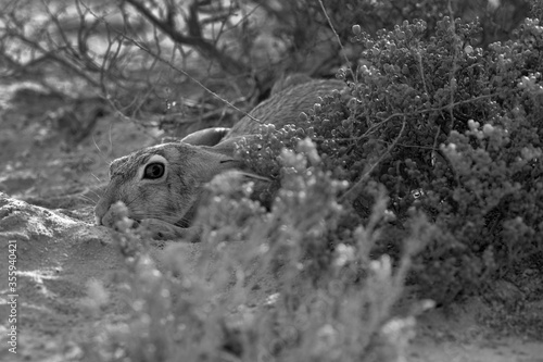 Closeup of Desert lying still and quite in the desert of Bahrain photo