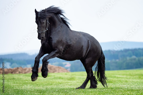 Black Friesian horse running in field