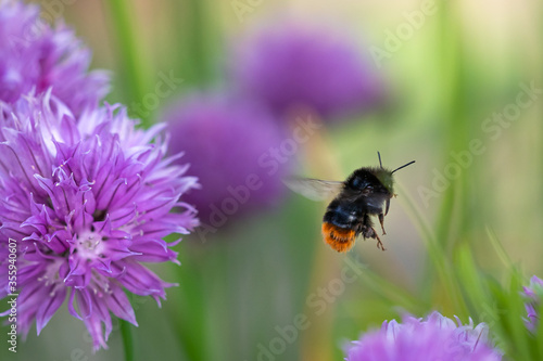 Bumblebee collecting nectar from chives plant blossom. Chives are a commonly used herb for culinary purposes.