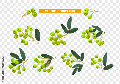 Set of realistic rowan berries, hawthorn, viburnum. vector illustration