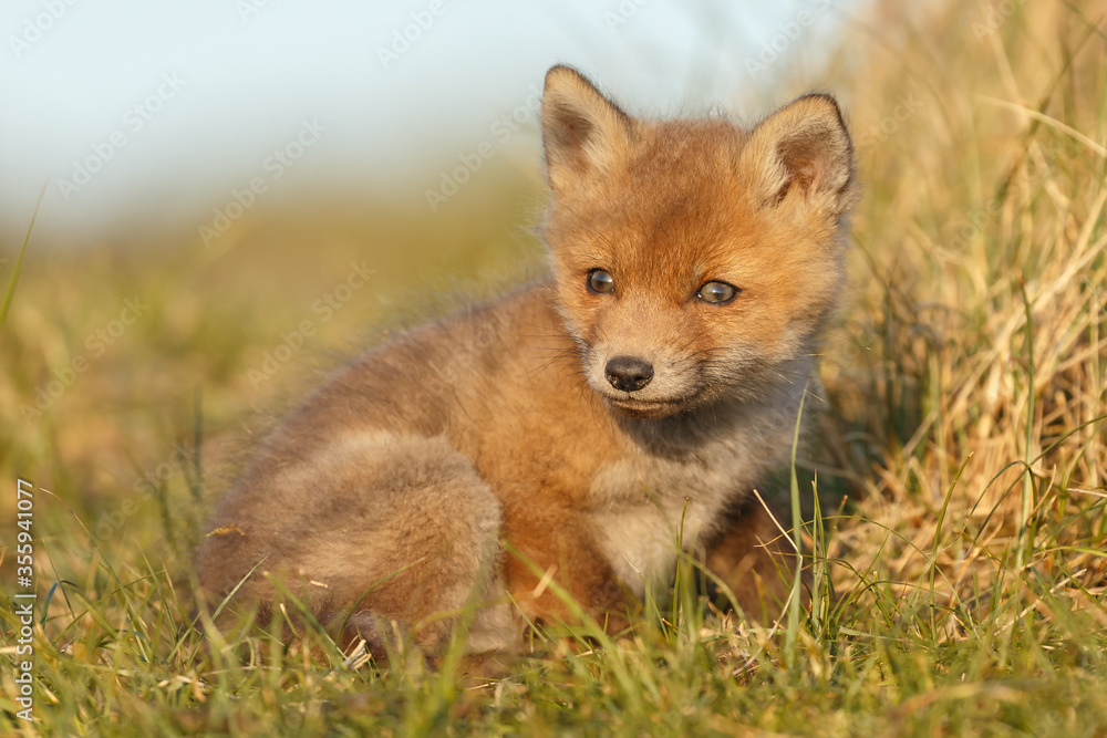 Obraz premium Red cubs in springtime playing in nature