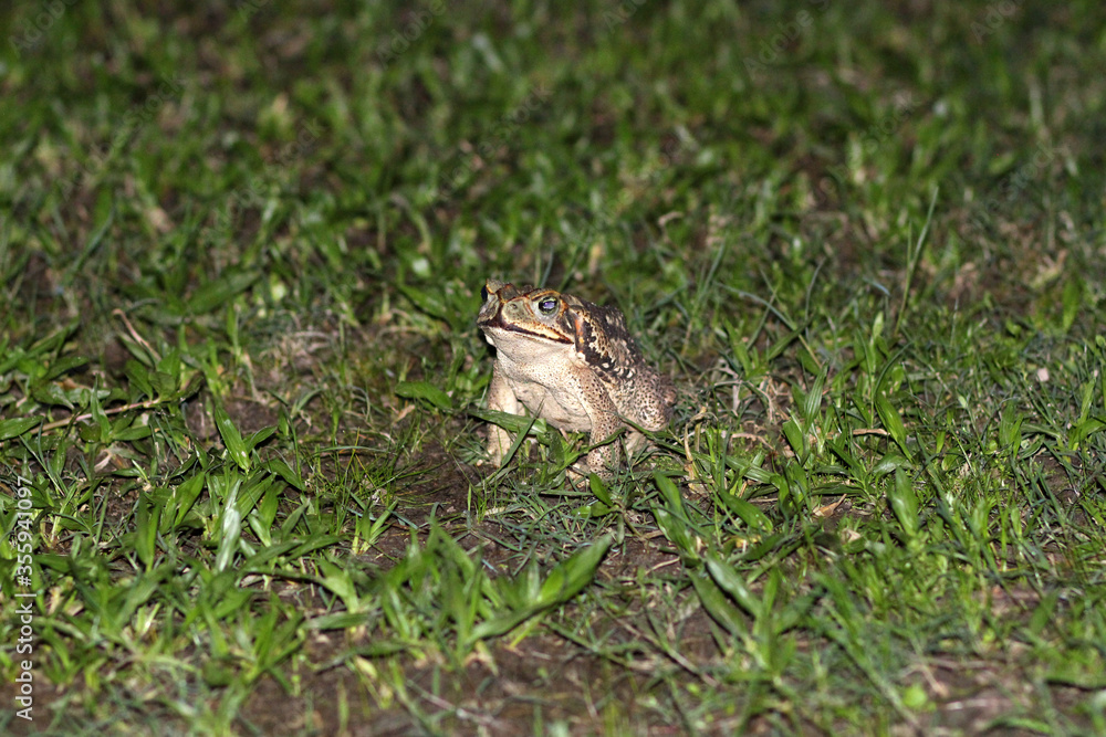 A curious frog in the night A curious frog in the night