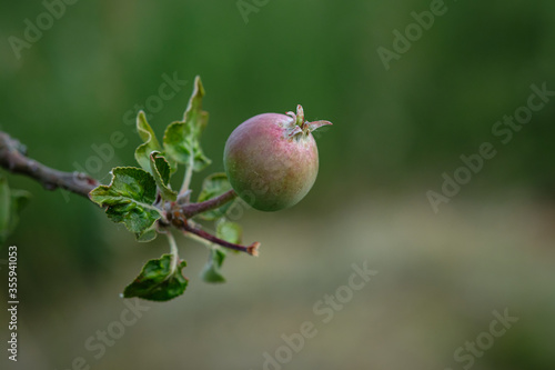 Young red green apple fruit at a tree