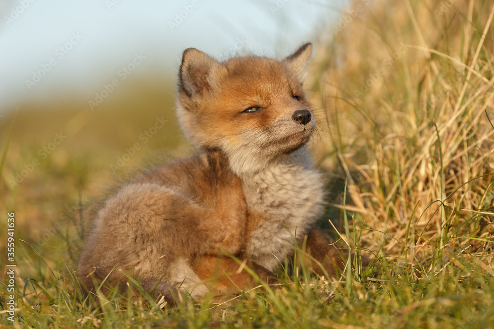 Red cubs in springtime playing in nature