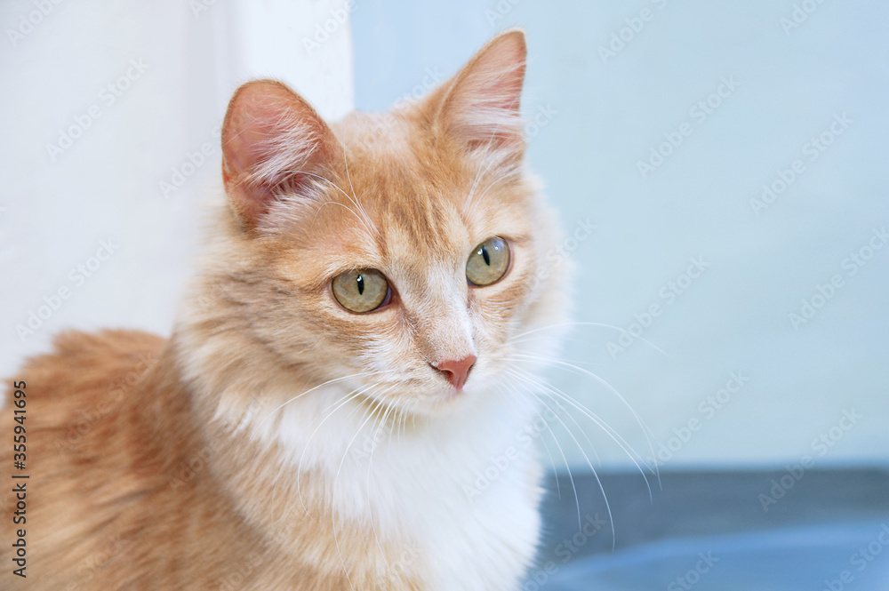 Closeup portrait of young red kitten on a light background.