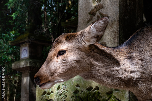 Deer in the natural park of Nara in Japan (ID: 355941600)