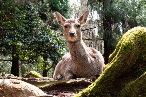 Deer in the natural park of Nara in Japan (ID: 355941601)