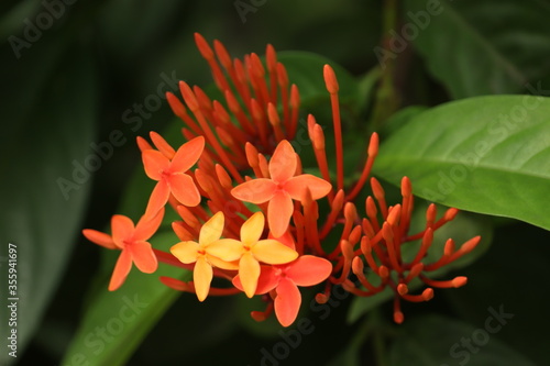 Red and Orange Ixora Flower