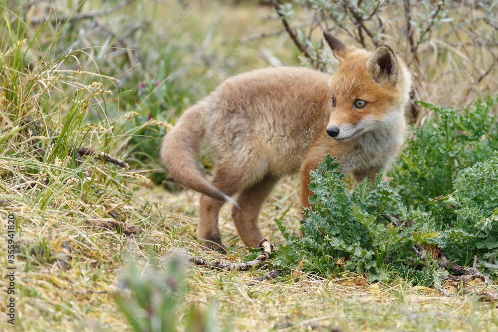 Obraz premium Red fox cubs new born in springtime.