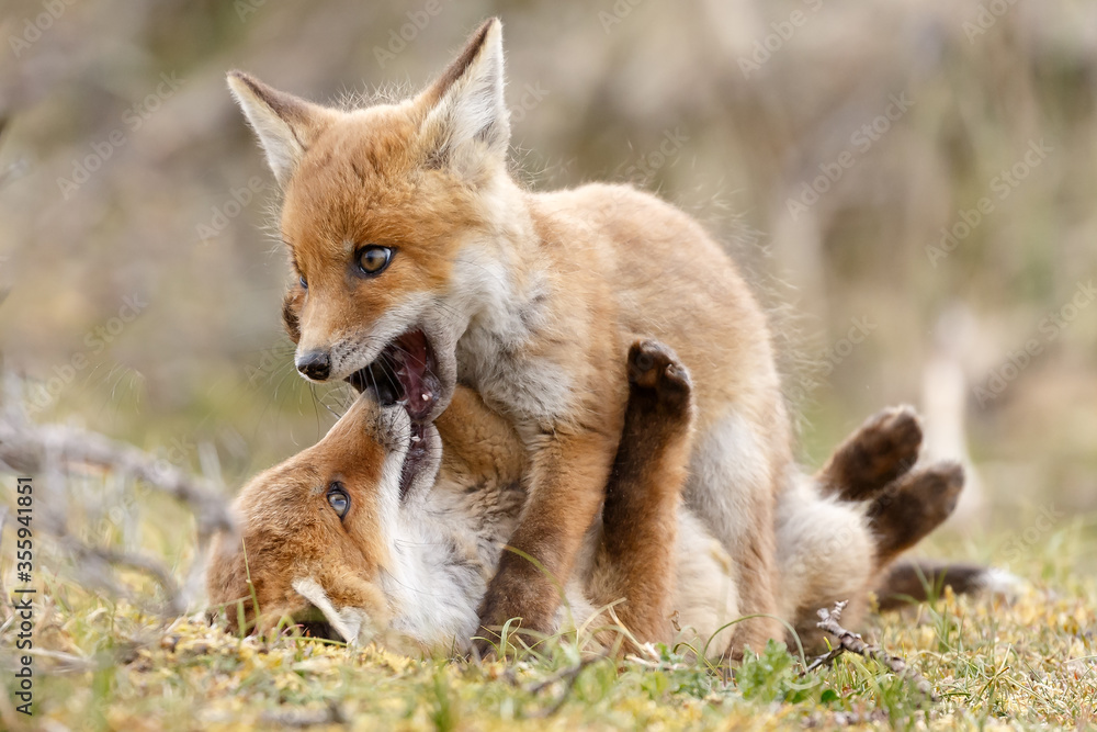 Red fox cubs new born in springtime. Red fox cubs new born in springtime.